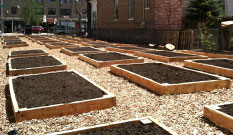 Pop Up Victory Gardens